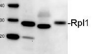 RPL1 | 50S ribosomal protein L1 in the group Antibodies for Plant/Algal / Cyanobacteria at Agrisera AB (Antibodies for research) (AS11 1738)